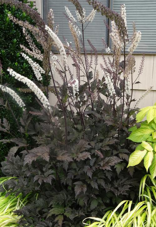 Actaea ramosa Atropurpurea.jpg